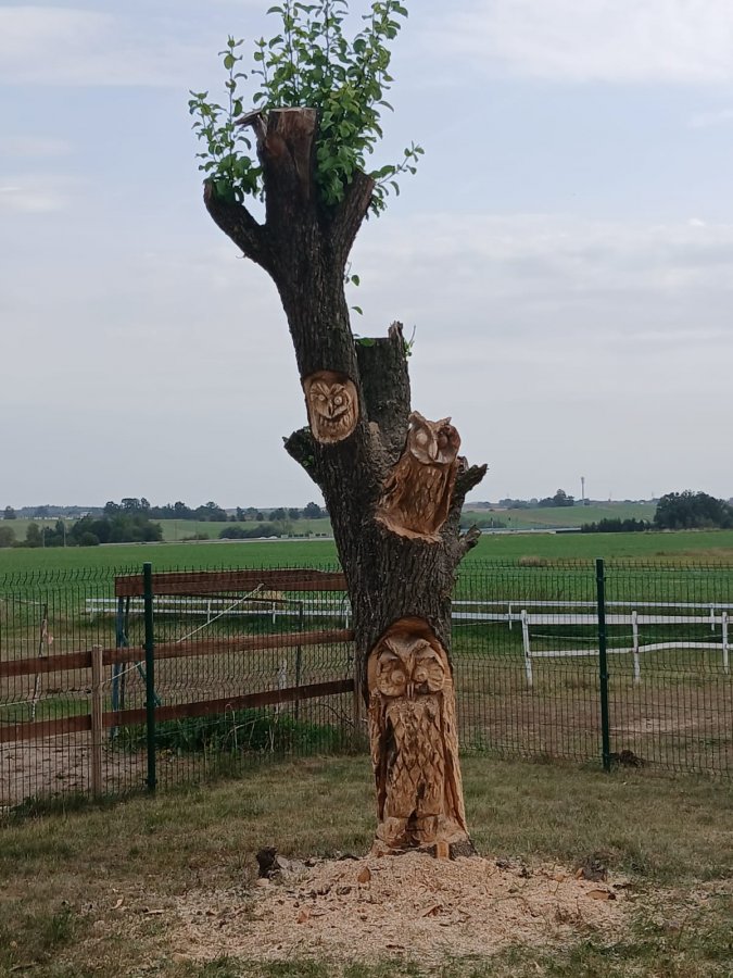 Sovy - vyřezávání do torza stromu